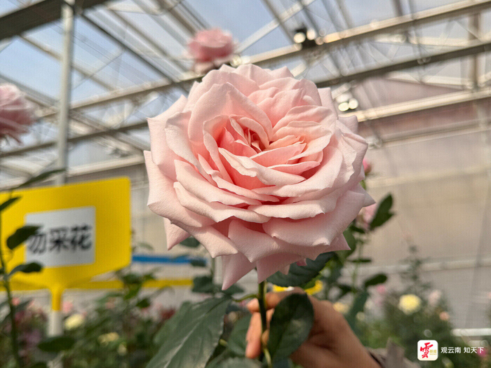 “娇龙”月季。云新闻资料图