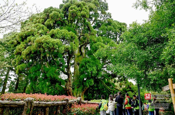 鼓岭千年柳杉（资料图）