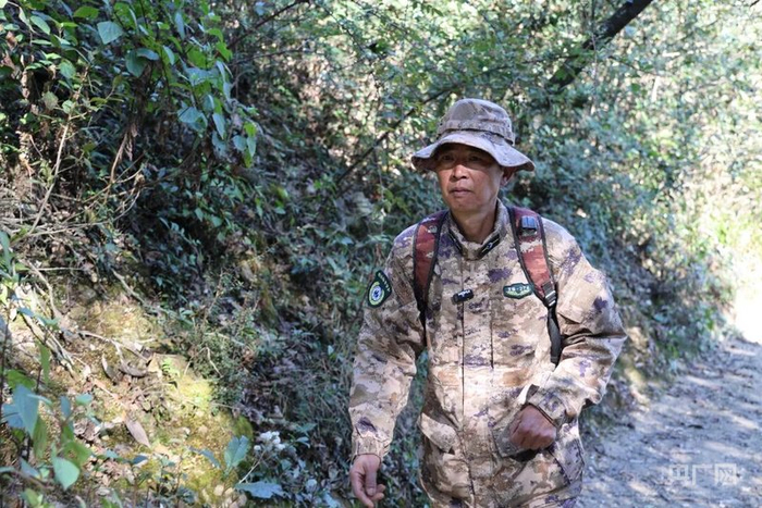 李成旺正在巡山（央广网发  陆苇  摄）