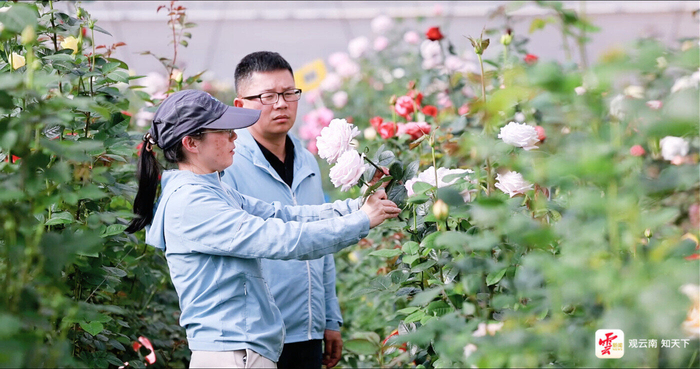 云南省农科院花卉研究所蔡艳飞研究员观察月季新品种形态。云新闻资料图