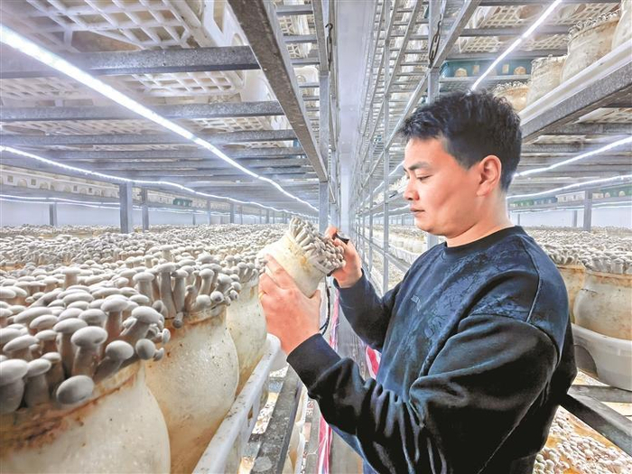 贵州品品鲜生物科技有限公司技术员在智慧菇房内巡查。 贵州日报天眼新闻记者 朱迪 摄