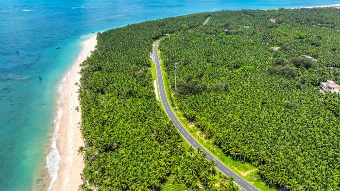 在海南文昌东郊椰林海岸线上，葱翠的椰林一望无际。海南日报全媒体记者 张茂 摄