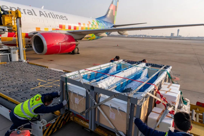 天津滨海机场机坪上，工作人员正将载有瓶鼻海豚的专用水箱托盘卸载至拖车上