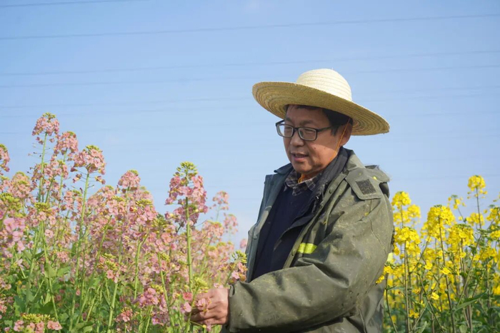 湖南农业大学油菜分子育种团队负责人刘忠松教授在观察彩色油菜花长势。
