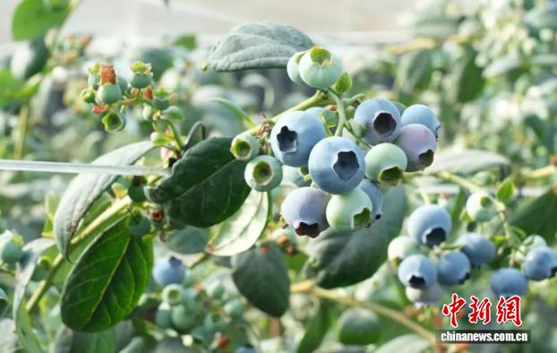 图为杭锦后旗种植的蓝莓。　王皓巍 摄