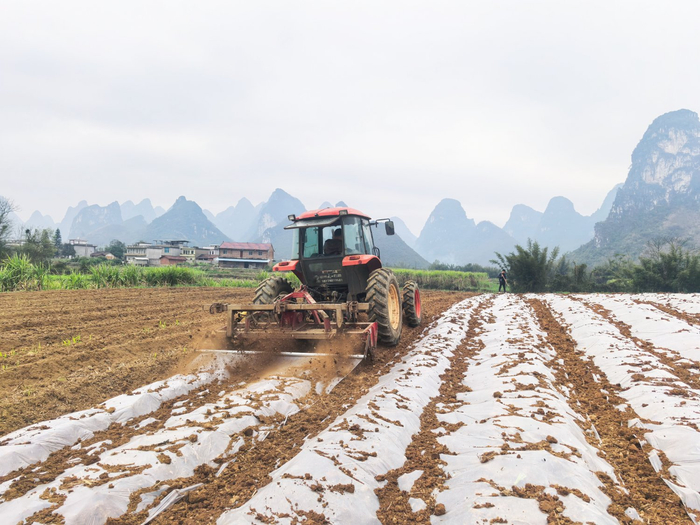农户进行宿根蔗早护理及全膜覆盖。卢海发 摄