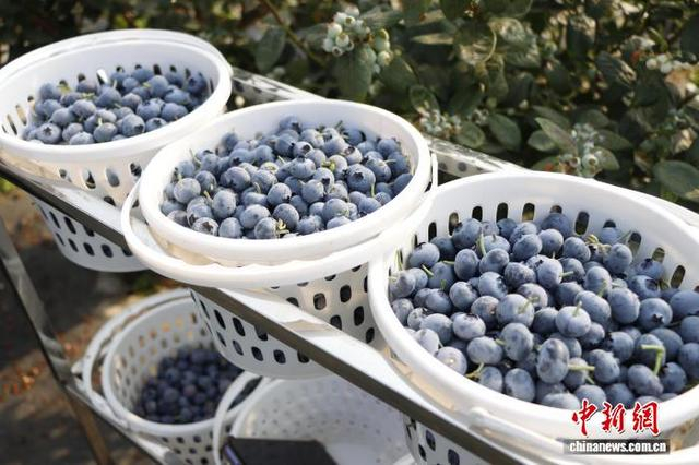 广西来宾市兴宾区红河农场的蓝莓种植基地蓝莓果肉饱满。罗倩尹 摄