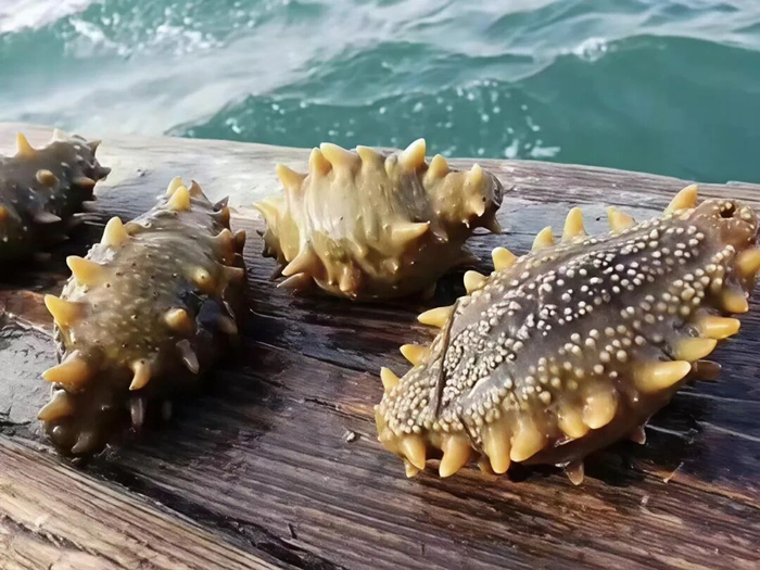 图为产自北纬39度的长海县海参，生长于冷水海域，自然慢生长，富含优质胶原蛋白与多种微量元素，营养丰富。
