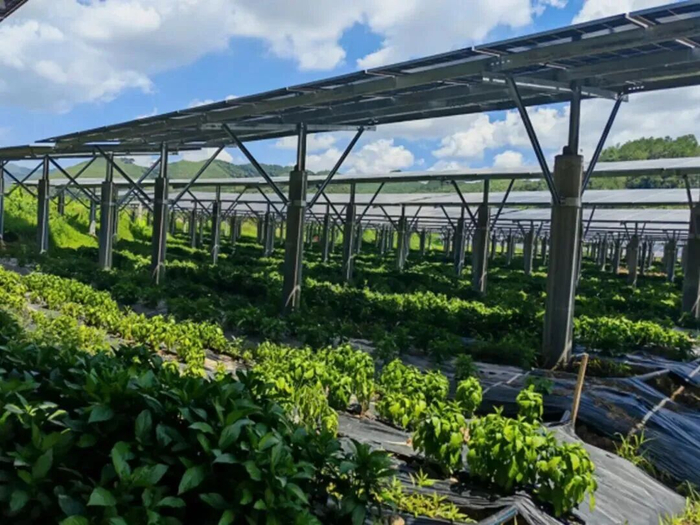 △平凤镇采用“离地2米以上光伏板+地面种养”的垂直开发模式，破解土地资源瓶颈。图源 封开发布