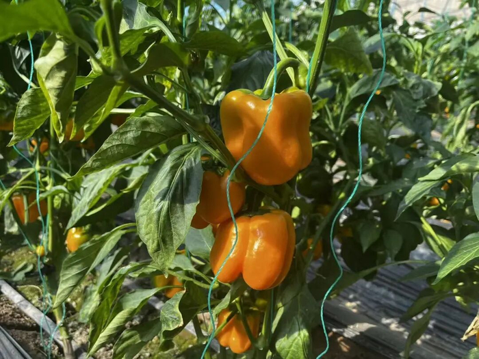 成熟待采摘的彩椒