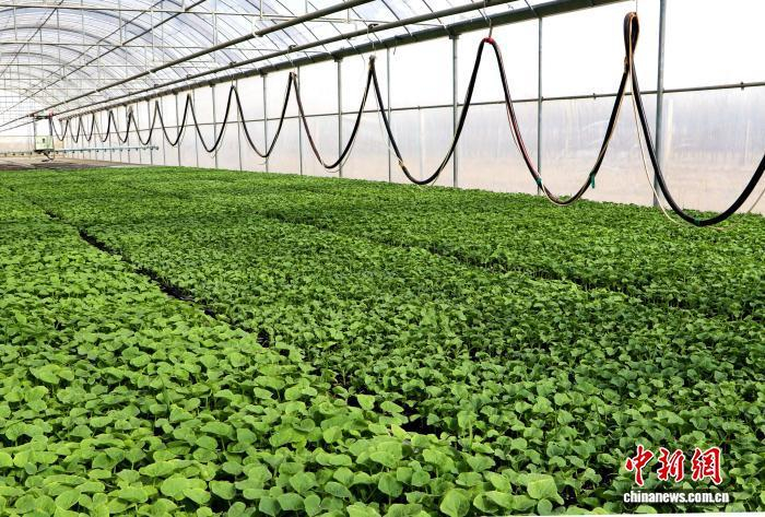 民勤县蜜瓜智能育苗中心内，科技赋能育苗生产，瓜苗长势喜人。马爱彬 摄