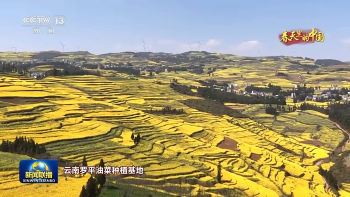 　　广西博白优质水稻种植基地