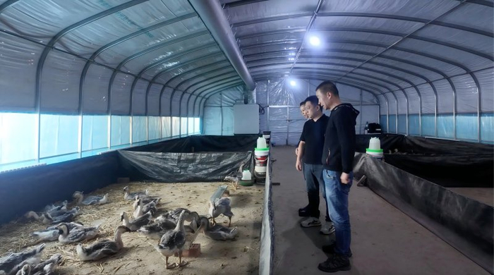 一六七团产业促进中心工作人员黄俊栋正在查看饲养情况。曹怀语 提供