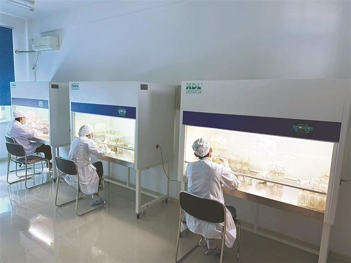     龙粳种业组培接种室。