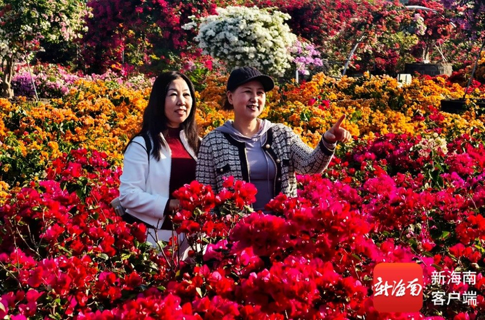 游客打卡海口三角梅共享农庄。受访者供图