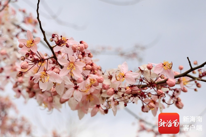 蓝洋樱花庄园的樱花。受访者供图