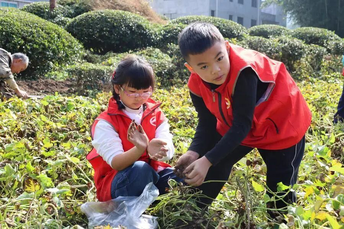 鹤峰县容美镇白鹤井社区开展挖红薯农耕体验活动。新华社发