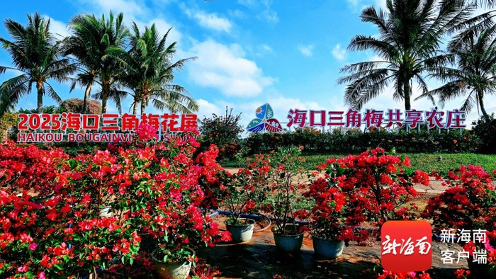海口三角梅共享农庄。受访者供图