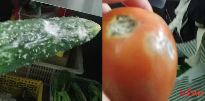 ▲长出了“白毛”的黄瓜和发霉的西红柿