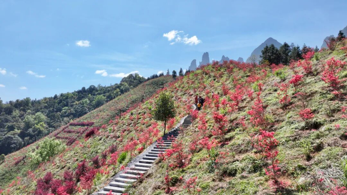 金秀同王瑶寨：圣堂山为屏，杜鹃花海为锦。（罗海梁 摄）
