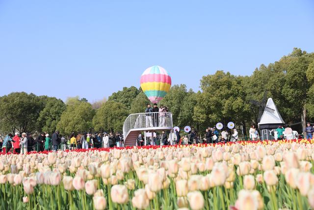 图为：静安花朝节启幕，大宁公园郁金香盛放，吸引大批市民前来观摩。