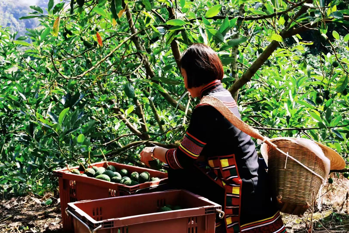 图为：拉嘎村村民在采收牛油果（资料图，云南省工商联供图）