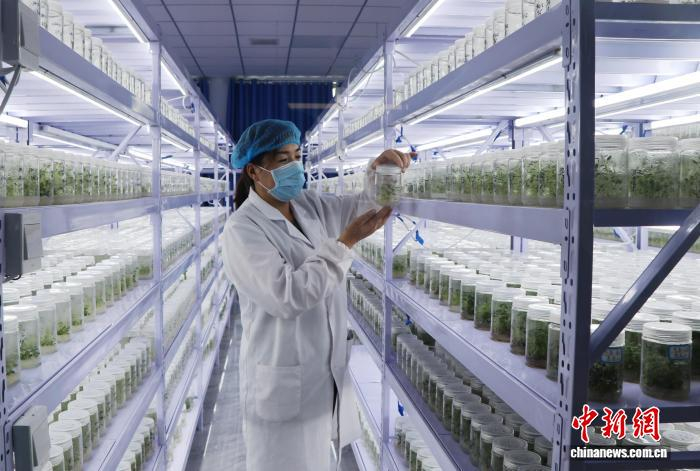  民勤县人参果脱毒育苗中心，技术人员在组培室里仔细查看种苗生长情况。马爱彬 摄