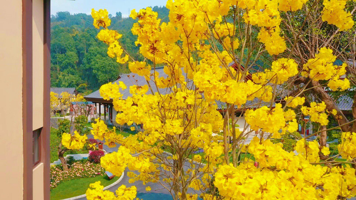 盛开的黄花风铃木。屏边融媒/供图