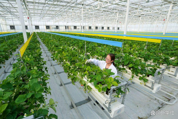 2025年2月26日，工作人员在江苏昆山陆家未来智慧田园“A+温室工场”进行草莓基本特性检测。新华社记者 李博 摄