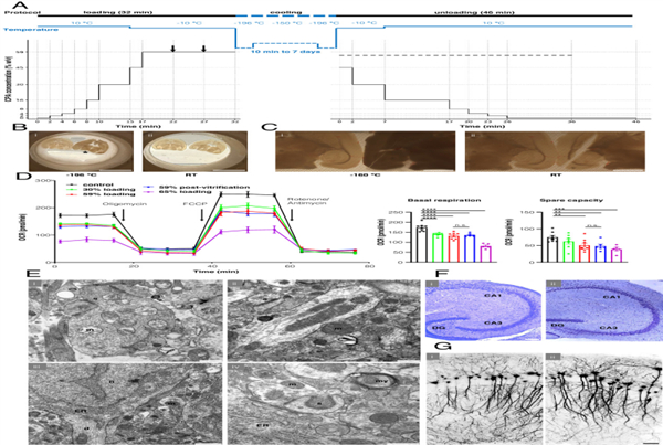 冷冻后的脑组织和新鲜脑组织的形态没有很大变化（图片来源：参考文献）