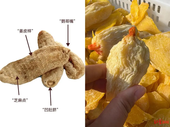 左为真天麻，右为假天麻。