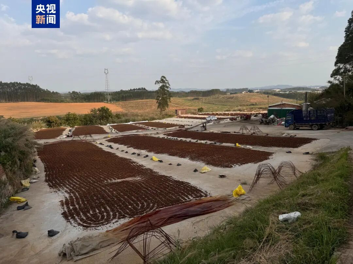 △商户韦老板的晒场一角 摄影 管昕