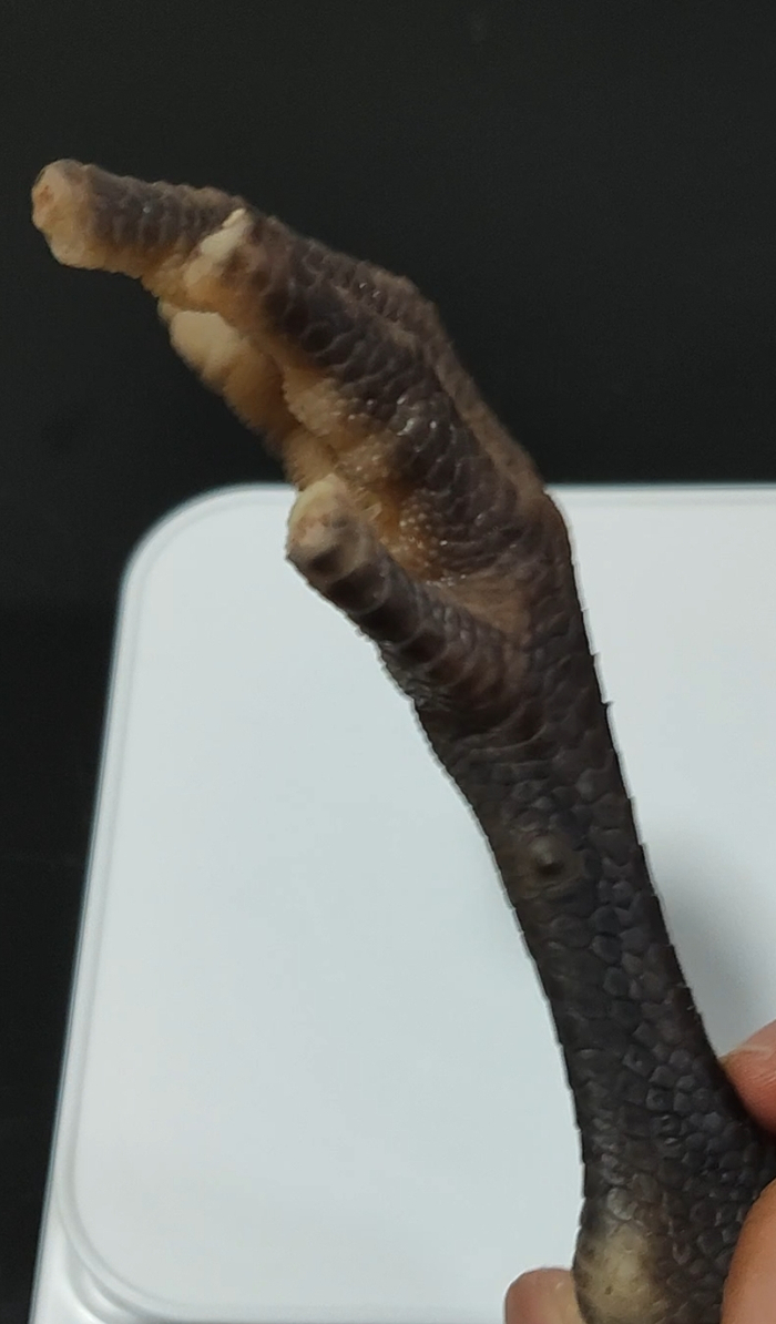 整鸡上切下的未经处理的鸡爪/时代周报记者摄