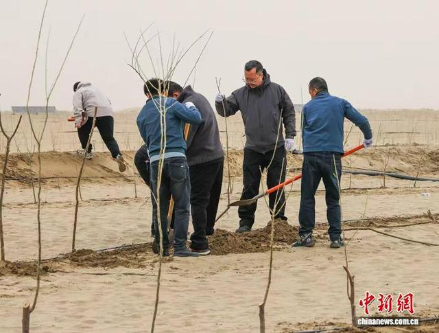 和田市植树造林现场，大家分工协作、配合默契。许晓龙 摄 