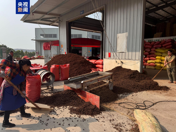 　△在桂通香料孵化基地，工人们正在过筛八角。摄影 管昕