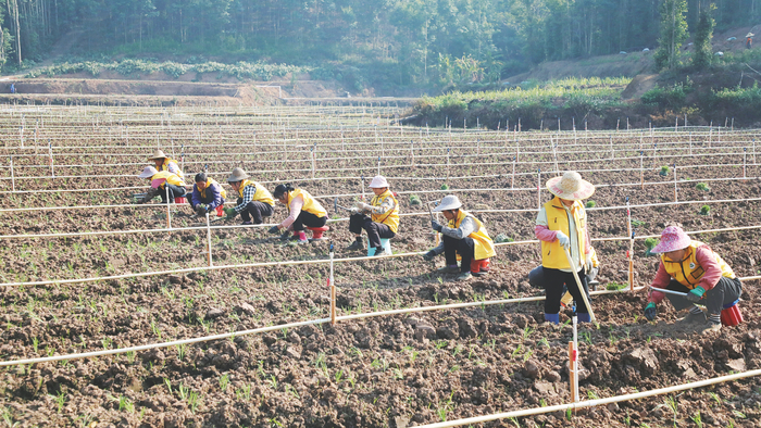     韭菜花种植示范基地内，农户忙着移栽菜苗。    本报通讯员黄慧铃 摄