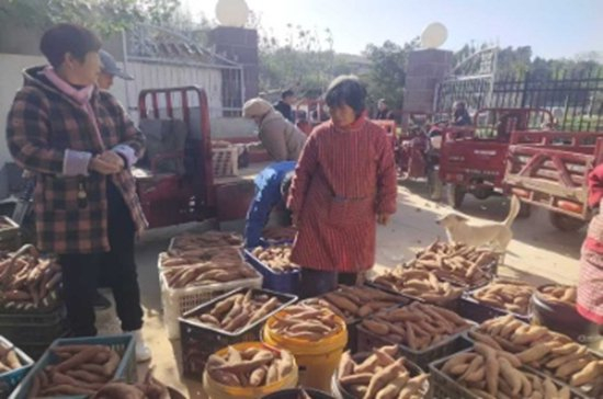 网格员帮助李大爷对接收购企业、商超，短短3天，5000余斤红薯全部售罄。郑州市城运中心供图。