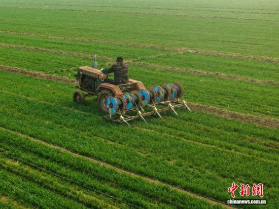 刘曰忠正在田间铺设滴灌设备。马红坤 摄