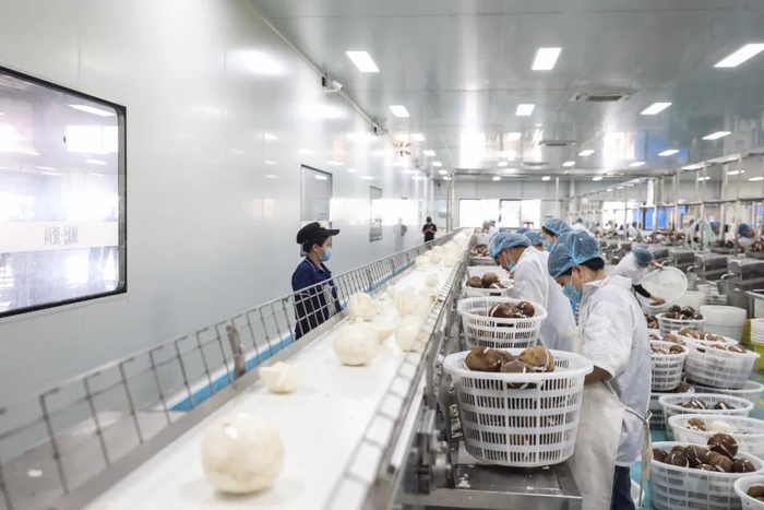 海南爱科椰业食品有限公司的工作人员在处理椰子/新华社记者张丽芸 摄