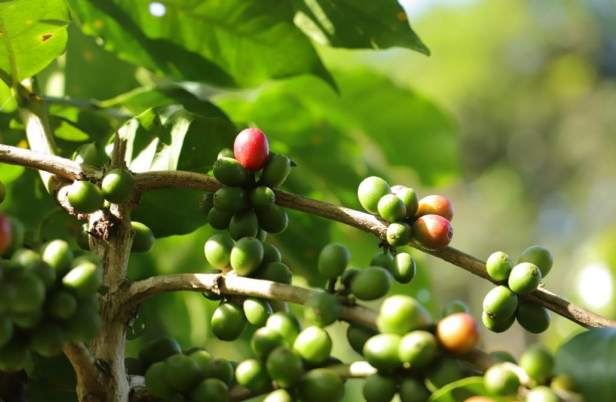 ▲“2025多多好特产”深入云南普洱，助力普洱咖啡产业打造新锐品牌。