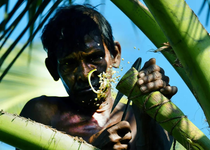 一名工人用刀砍断椰子树的枝叶采集树汁/新华社发（阿吉特·佩雷拉摄）