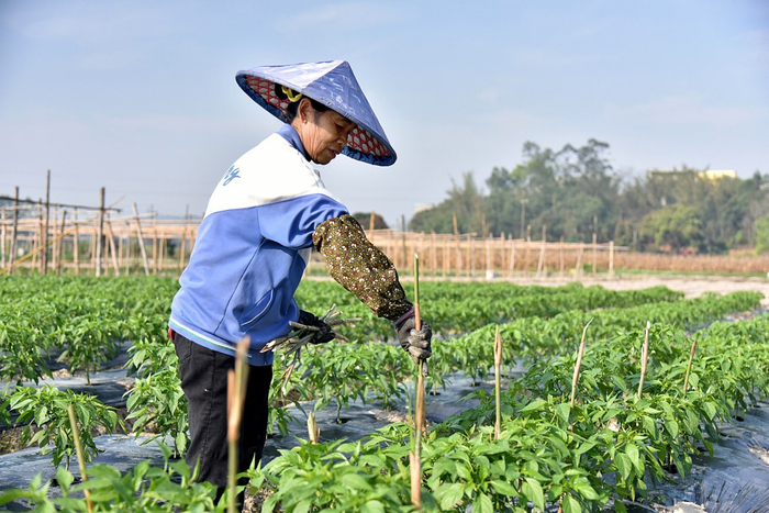     良庆区那计坡的村民给辣椒插支撑条。    本报记者刘增璇 摄