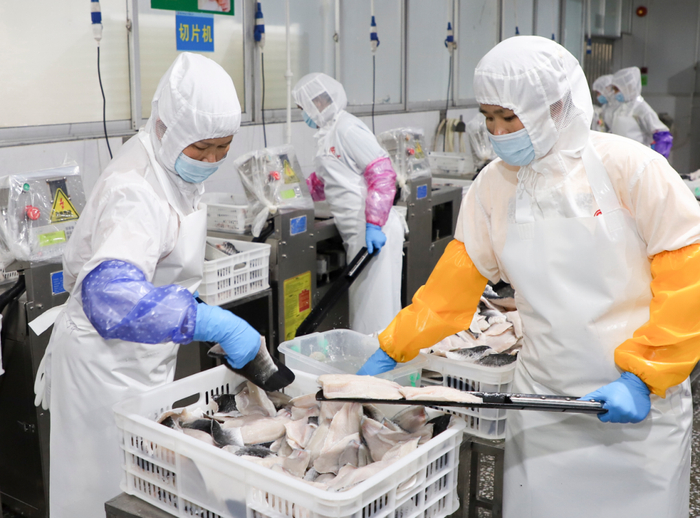 △肇庆市中业水产有限公司黑鱼加工生产线，工人正在取鱼柳。陈彦成 摄