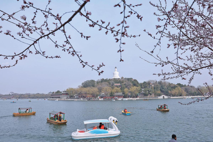 3月14日，北海公园，山桃花下，游船在湖面畅游。　新京报记者　薛珺　摄