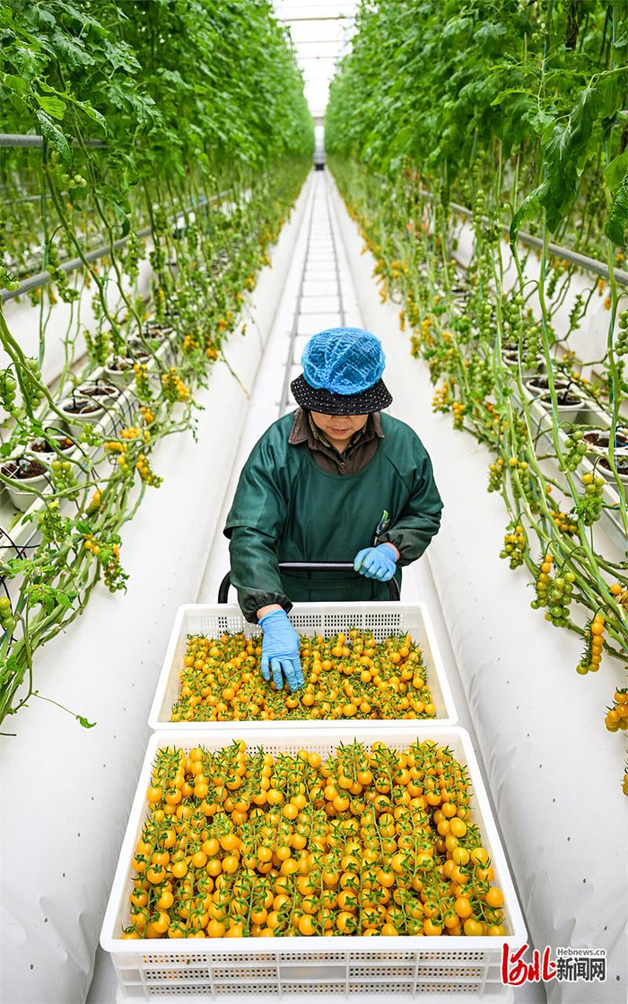3月10日，工人在采摘成熟的番茄。