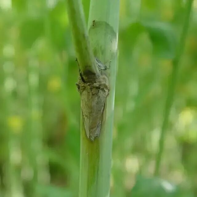 油菜菌核病危害症状
