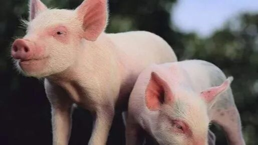 本文字数：2288，阅读时长大约4分钟