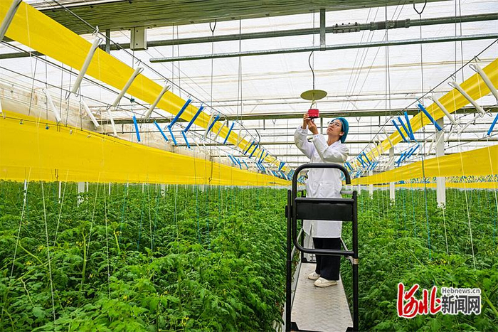 3月10日，雄安智慧农业科技园技术人员在检查植保设备。
