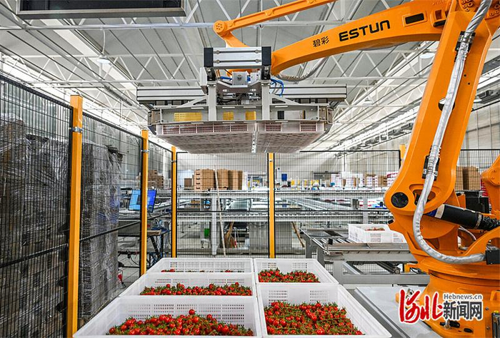 3月10日，智能分拣机械臂在生产线上作业。