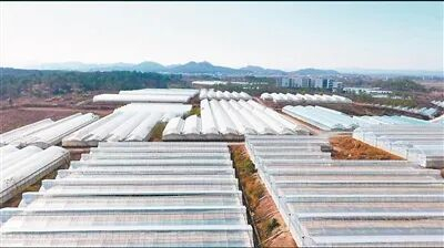 ▲ 宁都县田头镇桃园村蔬菜基地内，连片的大棚整齐排布。
